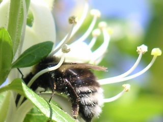 Bourdon, jardin castelroussin