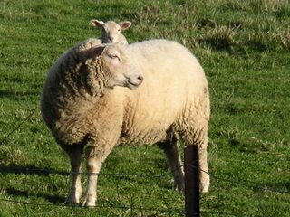 Moutons brennoux
