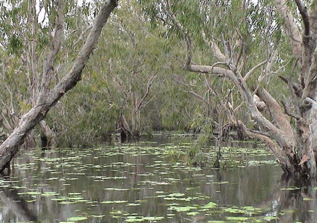 Geelong Visual Diary: Billabongs and Coolabah trees