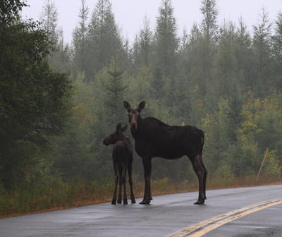 Moose cow and calf standing in road