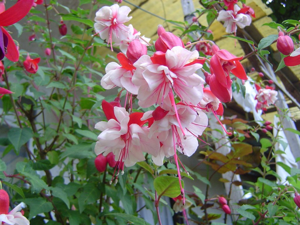 Çiçek Deryası: Fuchsia (Küpe Çiçeği)