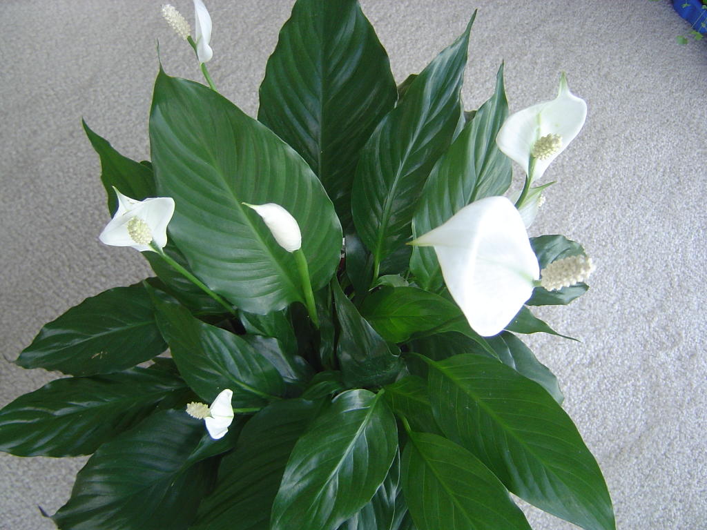 Çiçek Deryası: Spathiphyllum (Peace Lily) Baris Cicegi