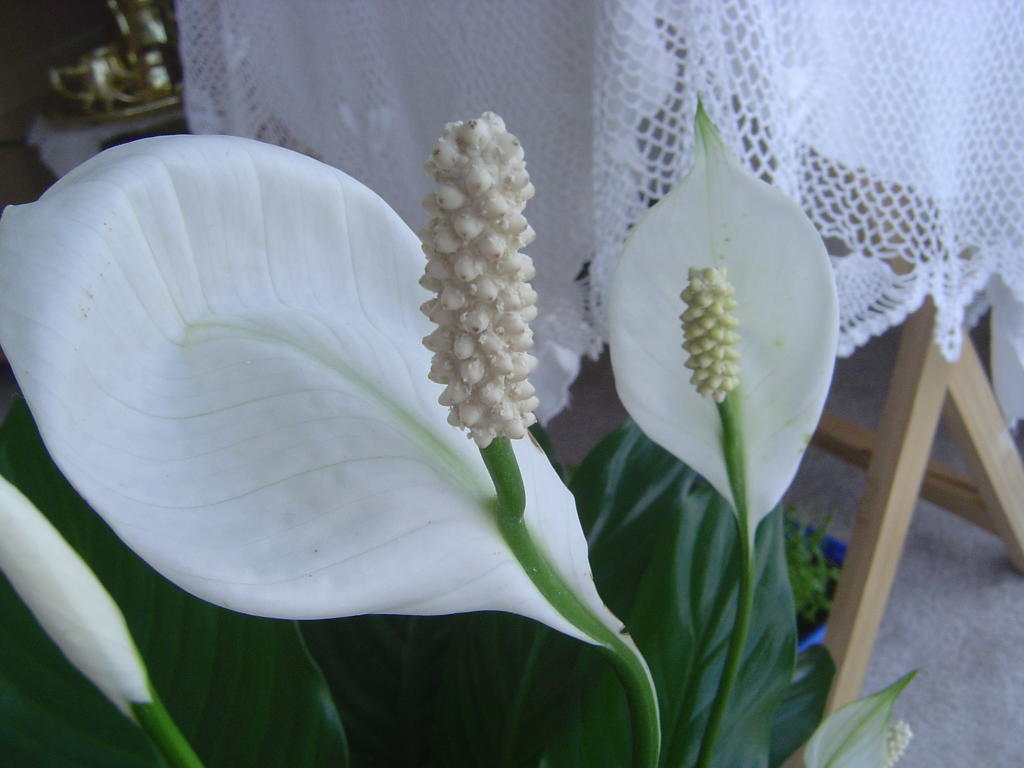 Çiçek Deryası: Spathiphyllum (Peace Lily) Baris Cicegi