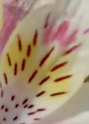 Lily petal