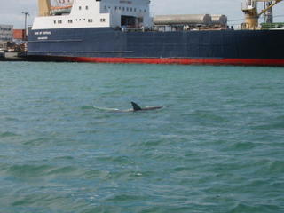 Dolphins in Marsh Harbour
