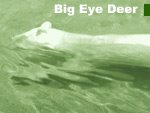 Big Eye Deer - animal, wildlife and nature stories from around the world