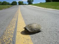 Tartaruga no meio da estrada - Turtle in the middle of the road