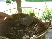 Passarinho no ninho - Bird in a nest