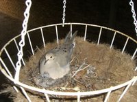 Filhotinho no ninho - Little bird in the nest