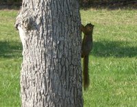 Esquilo - Squirrel