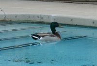 Pato na piscina - Duck at the swimming pool
