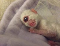 Cy, cyclops-kitten