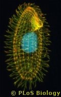 Tetrahymena Thermophila Ciliate PLoS Biology (Evolution Research: John Latter / Jorolat)