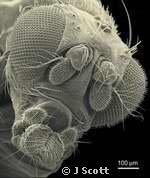 Drosophila subquinaria recens Endosymbiosis (Evolution Research: John Latter / Jorolat)