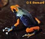 Frog Genus Dendrobates Biodiversity Corridor (Evolution Research: John Latter / Jorolat)