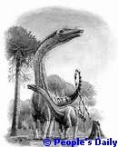 Diplodocus China Dinosaur Fossil Jurassic Cretaceous (Evolution Research: John Latter / Jorolat)