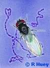 Drosophila subobscura Climate Change Fruit-Fly (Evolution Research: John Latter / Jorolat)