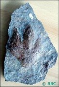 Stolen Fossil Tracks Footprints BBC (Evolution Research: John Latter / Jorolat)