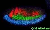 Drosophila melanogaster fruit fly embryo vertebrate neuroectoderm (Evolution Research: John Latter / Jorolat)