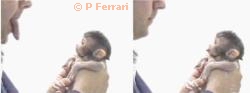 Monkeys Macaques Infant Mimicry Imitate Rhesus (Evolution Research: John Latter / Jorolat)
