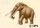 Ice-Age Mastodon (Evolution Research)
