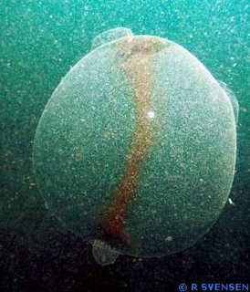 Large Squid Egg Sac (Evolution Research: John Latter / Jorolat)