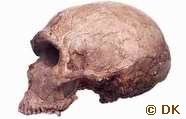 Neanderthal Man Skull (Evolution Research: John Latter / Jorolat)