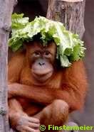 Orangutan Leipzig Zoo Evolutionary Anthropology Max Planck Institute (Evolution Research: John Latter / Jorolat)