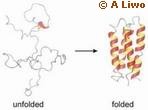 Protein Folding Cornell Scripps Polypeptide Chain (Evolution Research: John Latter / Jorolat)