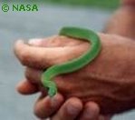 Smooth Green Snake NASA Isbell Primate Vision (Evolution Research: John Latter / Jorolat)