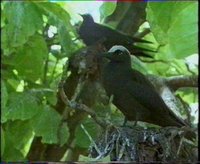 Pisonia the bird-catching tree with noddy tern.