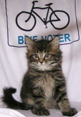Image of kitten sitting on bike voter T-shirt