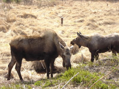 Deux caribous près d'Homer (Alaska, USA, Amérique du Nord)
