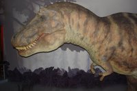 museum of natural history: T-rex