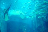 akwarium: rekiny i plaszczki