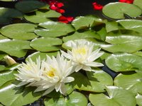 Water lilies and rose petals (c) Kayar Silkenvoice