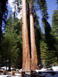Sequoia tree, (c) Kayar Silkenvoice
