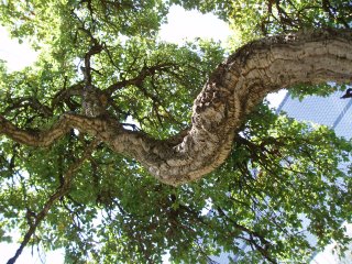 Lizard-Tree (c) Kayar Silkenvoice