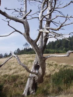 Silvered tree