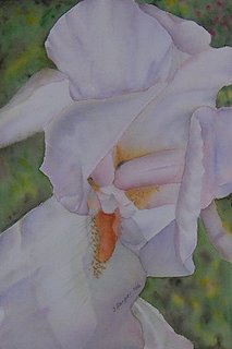 White Iris by Sydney Harper