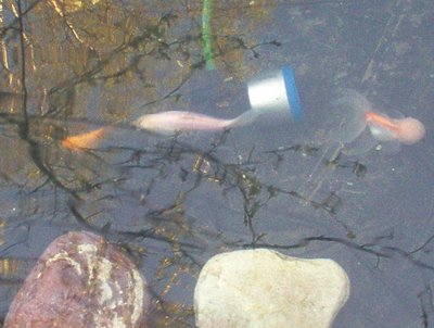 Goldfish swim freely in their pond