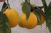 Jaffa Oranges