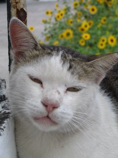 wild cat in Stone Town