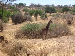 Curious young Giraffe