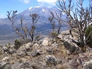 View of Kili from Shira