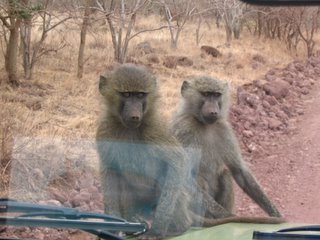 Baboon on the truck