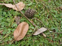 Pine Cone, Pinus Khasia