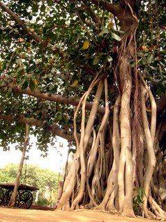 Banyan Tree