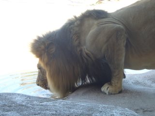 Photograph of a lion at the Denver zoo.