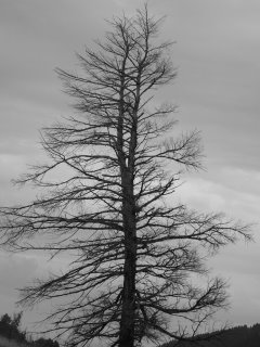 Tree on Mount Lindo, near Morrison, Colorado; photograph by Joe Beine
